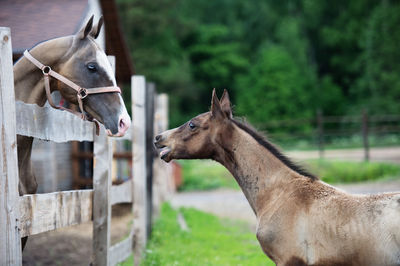 Horses standing on field