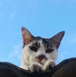 Close-up portrait of cat lying against clear sky