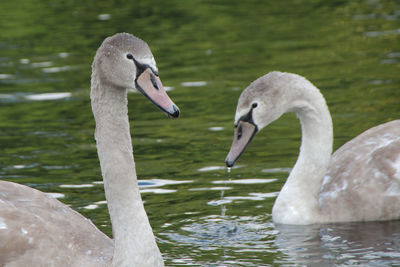 Close-up of swans in lake