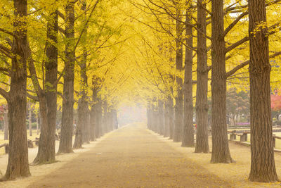 Road amidst trees in forest during autumn