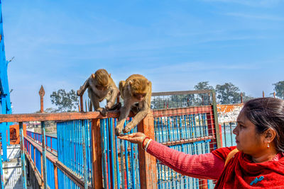 A women feeding monkeys at haridwar