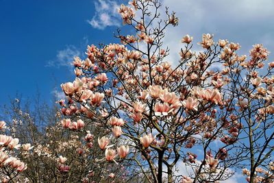 Low angle view of flowering plants against sky