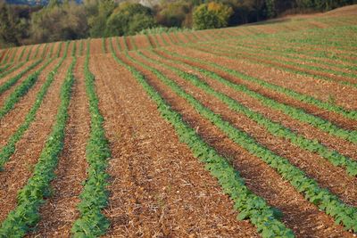 Scenic view of corn field