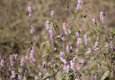 Close-up of purple flowering plants on field