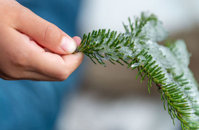 Close-up of hand holding leaves