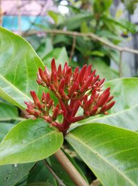 Close-up of red flower