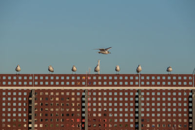 Low angle view of seagulls on building against sky