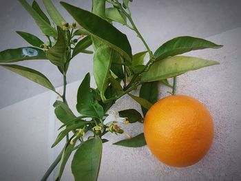 Close-up of orange fruit on plant