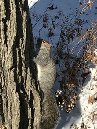 Low angle view of squirrel on tree trunk