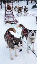 Siberian huskies pulling sled on snow covered field