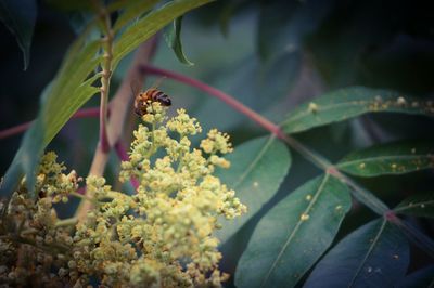 Close-up of insect on plant