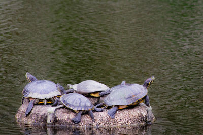 High angle view of turtles on rock in pond