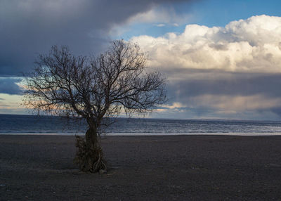 Bare tree on beach against sky