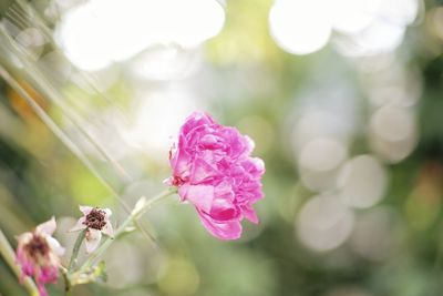 Close-up of pink rose flower