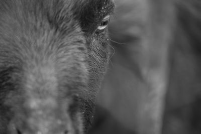 Close-up of a dog