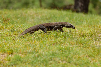 Close-up of lizard on grass