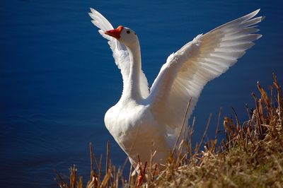 Close-up of birds against sky