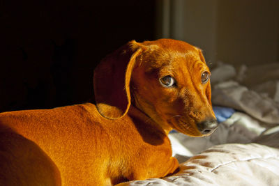 Close-up of a dog looking away