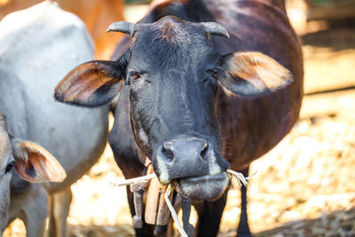 Close-up portrait of a horse