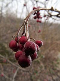 Close-up of red berries on tree