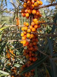 Close-up of fruits growing on tree