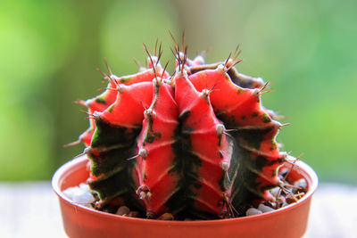 Close-up of succulent plant