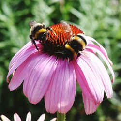 Close-up of bee on pink flower