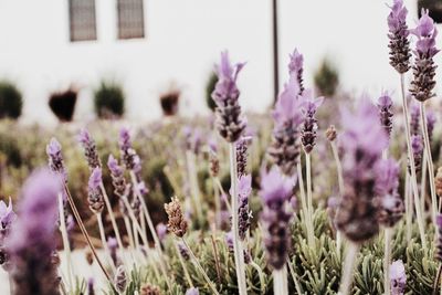 Close-up of purple flowering plants on field