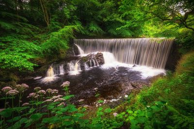 Waterfall in forest