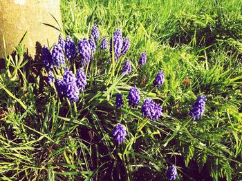 Close-up of purple flowers