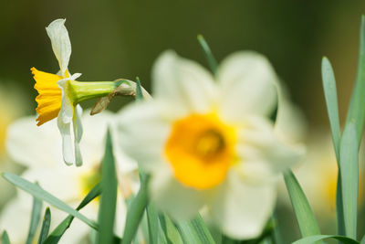 Close-up of yellow flowering plant