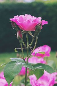 Close-up of pink flowers blooming outdoors