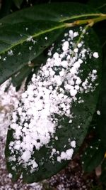 Close-up of fresh white flowers