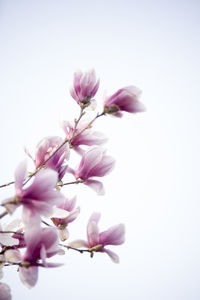 Close-up of cherry blossom against white background