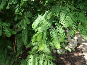 Close-up of pine tree