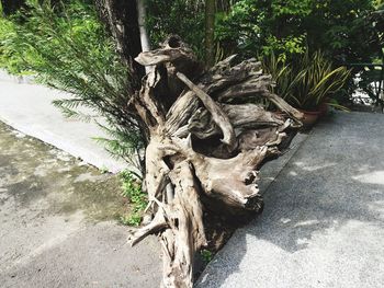 View of tree trunk