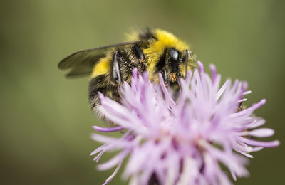 Close-up of bee on purple flower
