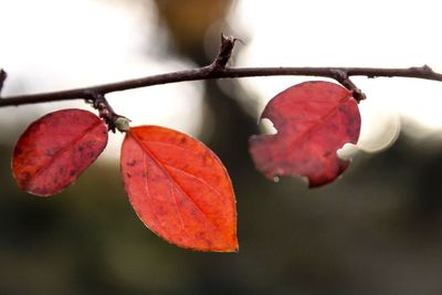 Close-up of leaves on twig