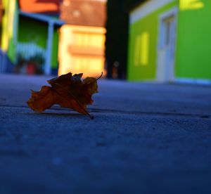 Close-up of leaf on stone wall