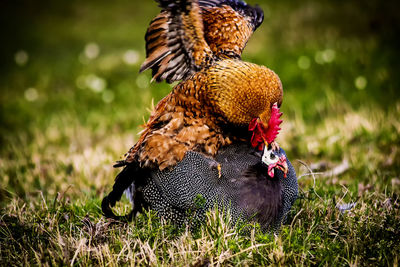 Close-up of rooster and chicken mating