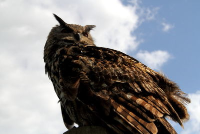 Close-up of eagle owl against sky