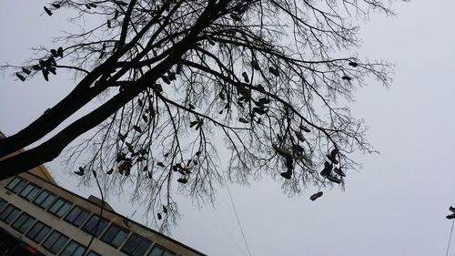 Low angle view of tree