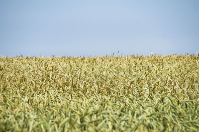 Scenic view of farm against clear sky