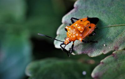 Close-up of shield bug on the surface of leaf