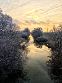 Trees against sky during sunset