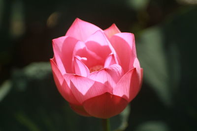 Close-up of pink lotus