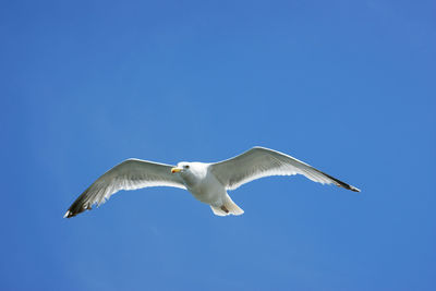 Low angle view of seagull flying