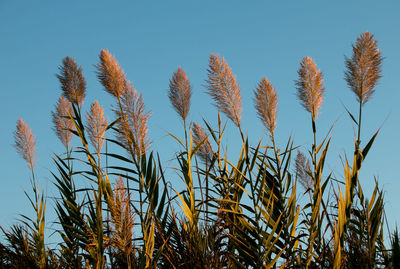 Low angle view of stalks in field against clear sky