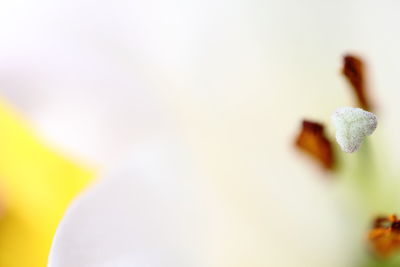 Close-up of flower against blurred background