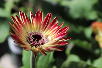 Closeup of a gerbera with a large water drop.